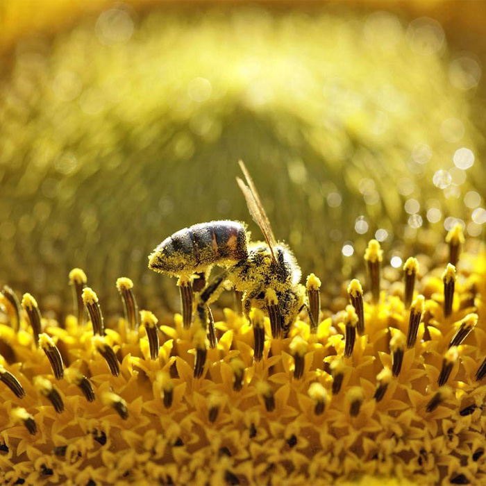 10-HDA DEĞERİ NEDİR? NEDEN ÖNEMLİDİR?