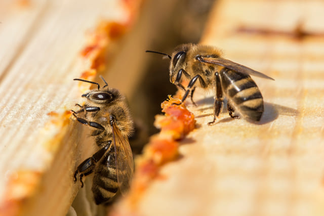 Propolis Faydaları Nelerdir? Propolis Özellikleri