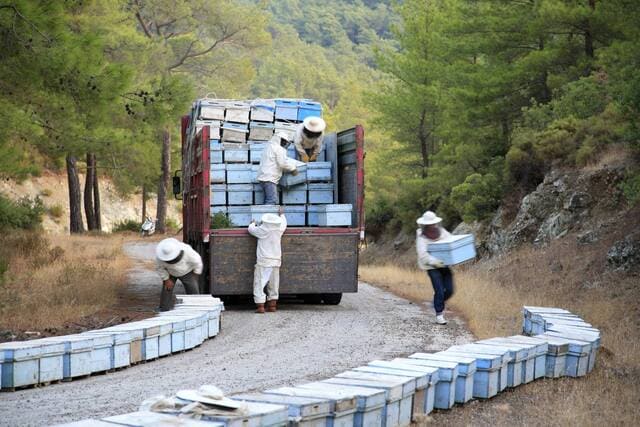 BAL HASADI SONRASI NE YAPILIR?