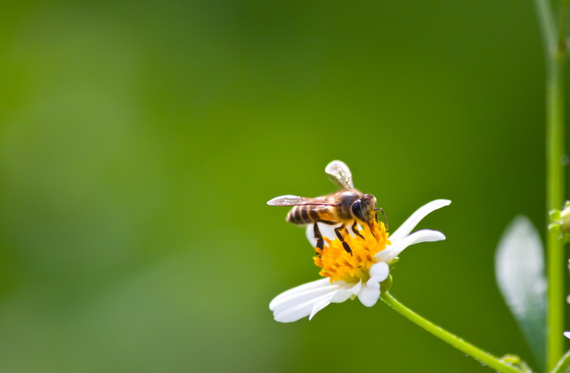 Arıların Kuyruk Sallaması 