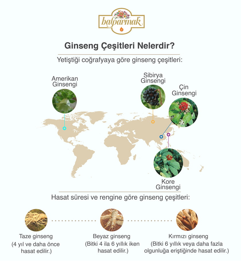 ginseng çeşitleri nelerdir min