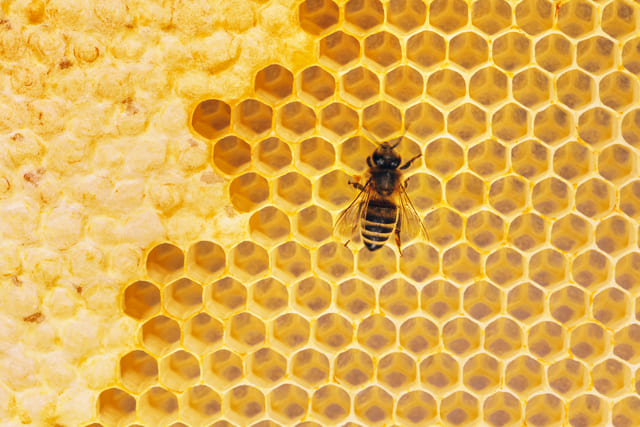 Arıların Geleceği İçin Ne Yapılmalıdır?