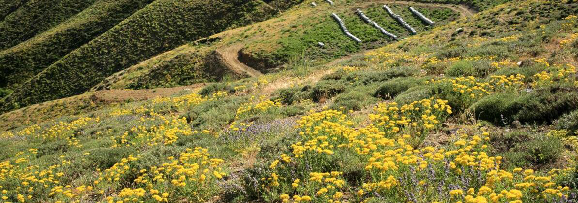 Balparmak Çıtkapak Yayla Çiçek Balı