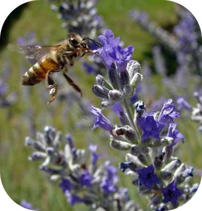 From Fresh Lavender Flowers