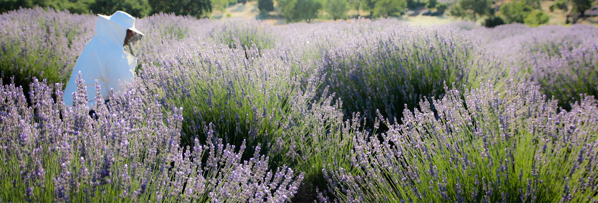 Lavender Honey