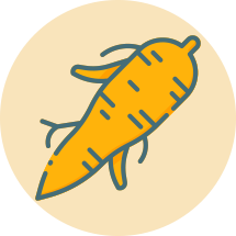Findik