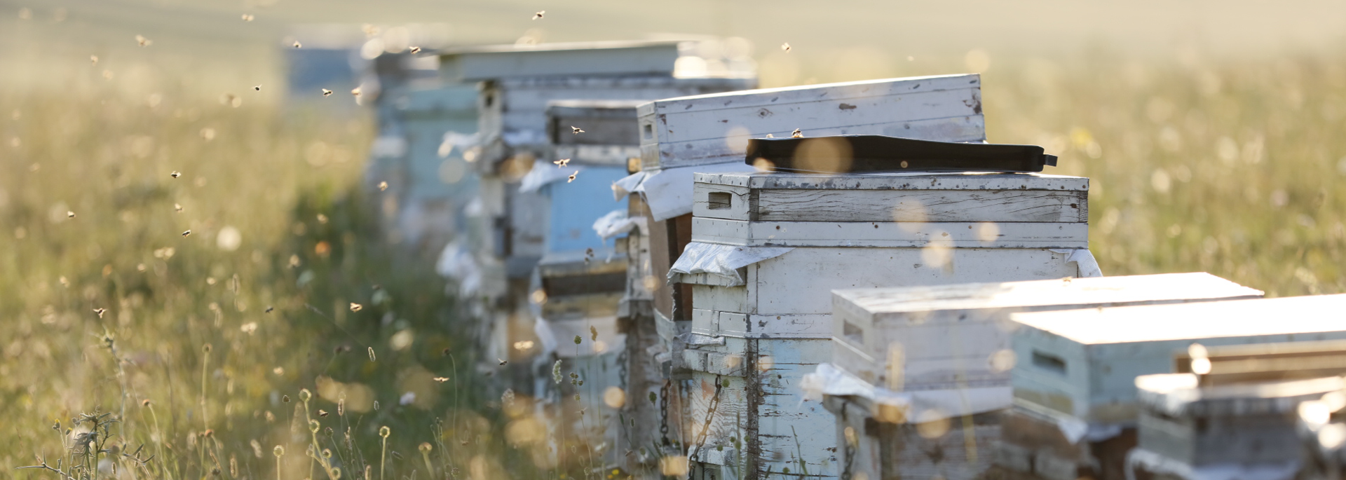 Balparmak Highland and Plain Flower Honey