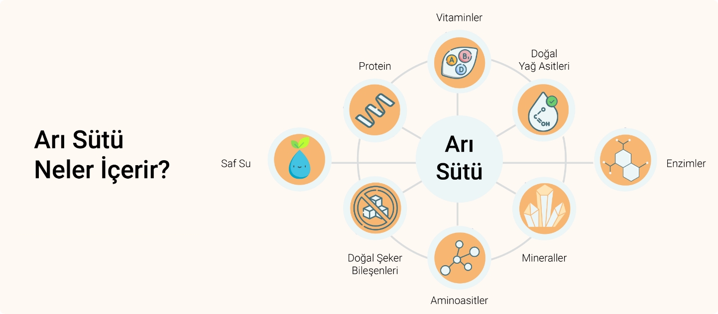 1.2. ARI SÜTÜ NELER İÇERİR?