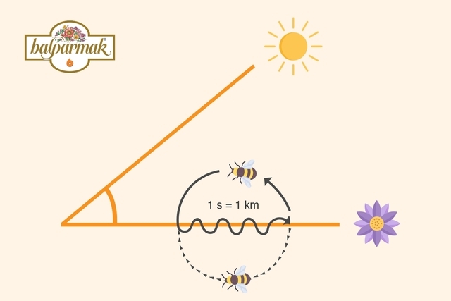 ARI DANSI NEDİR? ARILAR NEDEN DANS EDER?