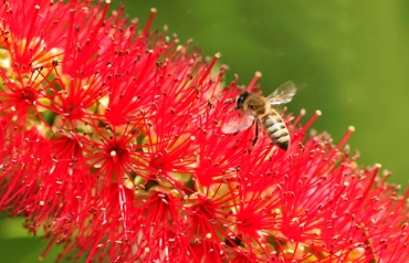 BİR ARI EFSANESİ: ADIM ADIM BALIN HİKAYESİ